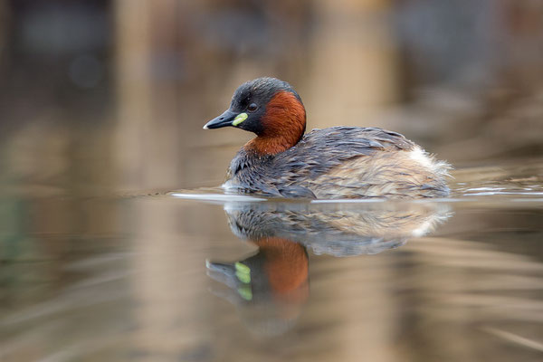 © Little Grebe / Slovenia