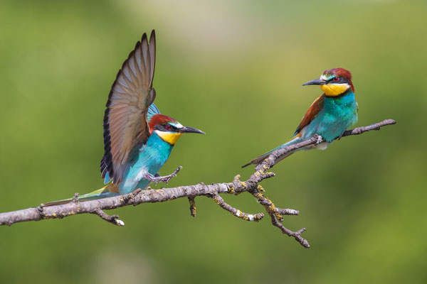 © European Bee-eater / Serbia