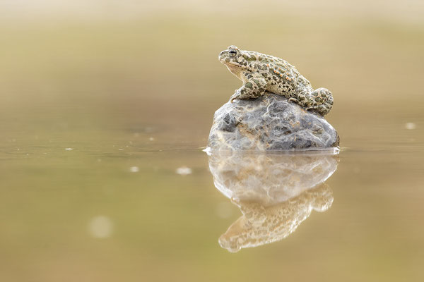 © European Green Toad / Slovenia