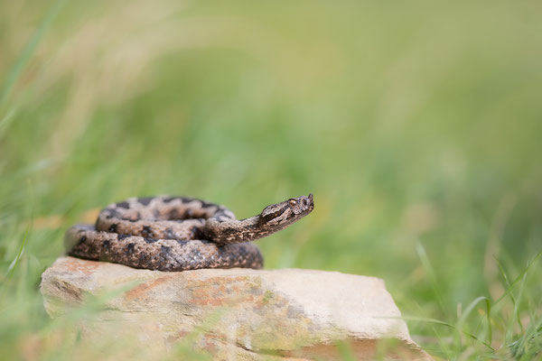 © Nose-horned Viper / Slovenia