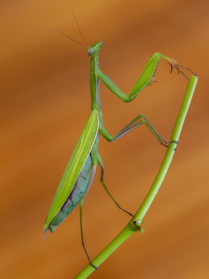© European Mantis / Slovenia