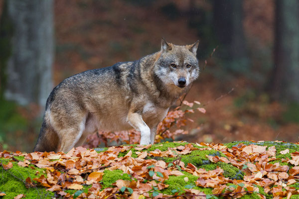 © Grey Wolf / Germany