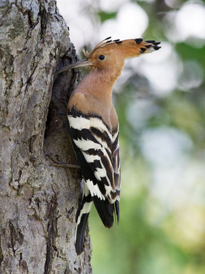 © Eurasian Hoopoe / Slovenia
