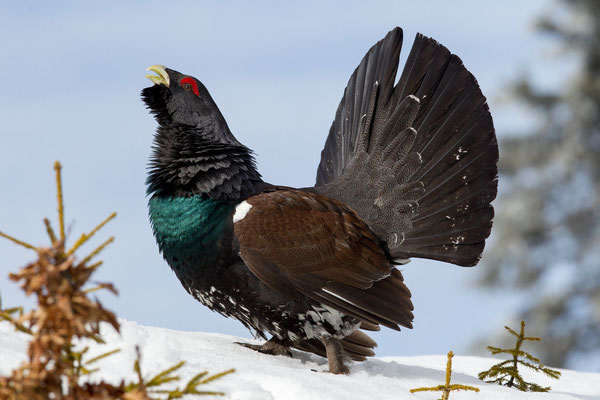 © Eurasian Caperaillie / Slovenia