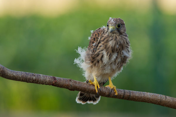 © Common Kestrel / Slovenia