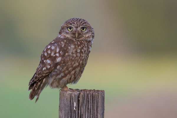 © Little Owl / Styria , Slovenia