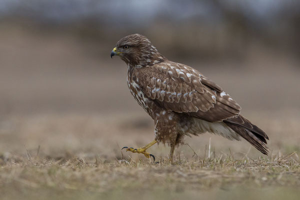 © Common Buzzard / Hungary