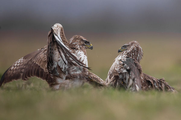 © Common Buzzard / Serbia