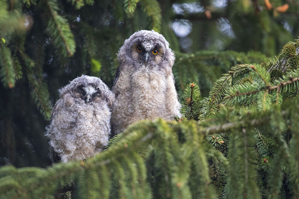 © Long-eared Owl / Slovenia