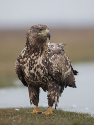 © White-tailed Eagle / Hungary