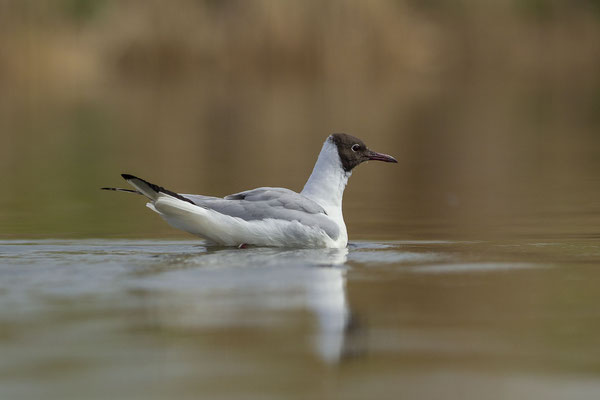 © Black-headed Gull / Slovenia