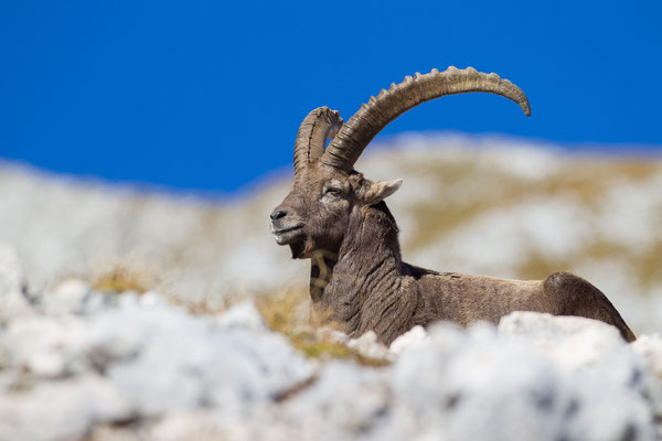 © Alpine Ibex / Slovenia