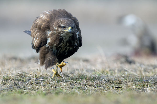 © Common Buzzard / Hungary