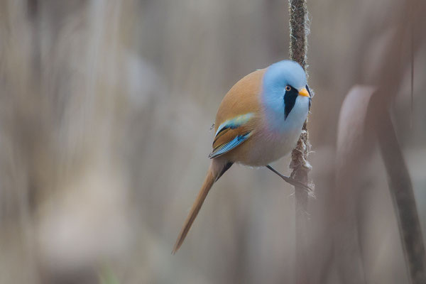 © Bearded Reedling / Slovenia