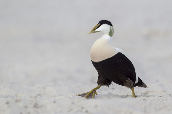 © Common Eider / North Sea, Germany
