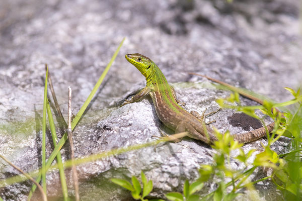 © Dalmatian Wall Lizard  / Croatia
