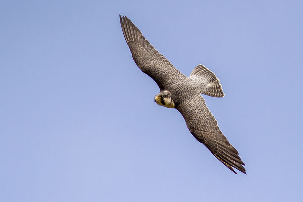 © Peregrine Falcon / Austria