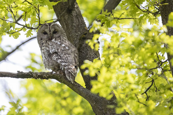 © Tawny Owl /  Slovenia