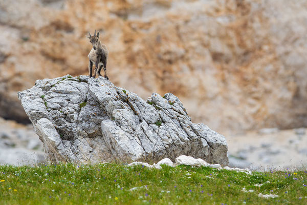 © Alpine Ibex / Slovenia