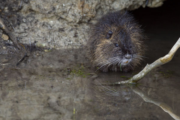 © Nutria / Slovenia