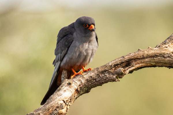 © Red-footed Falcon / Serbia