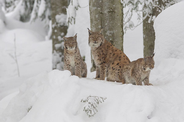 © Eurasian Lynx / Germany