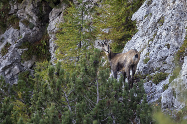 © Chamois / Slovenia