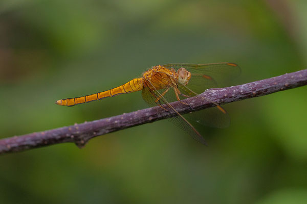 © Common Darter / Slovenia