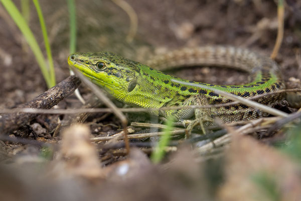 © Italian Wall Lizard / Slovenia