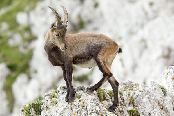 © Alpine Ibex / Slovenia