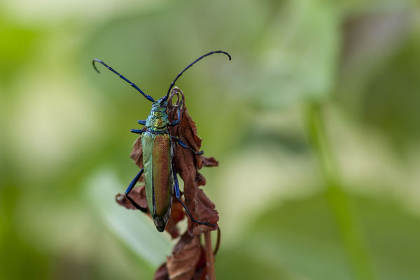 © Musk Beetle / Slovenia