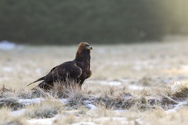 © Golden Eagle / Slovakia