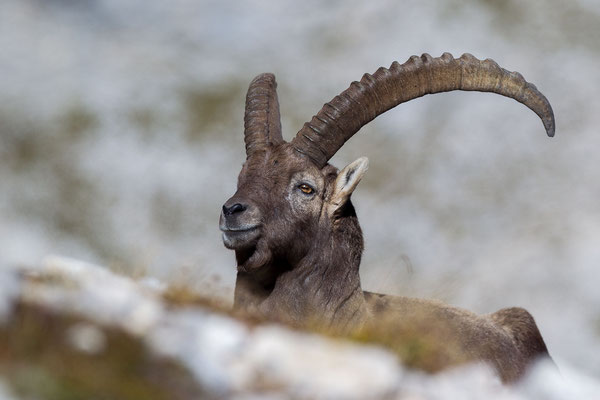 © Alpine Ibex / Slovenia