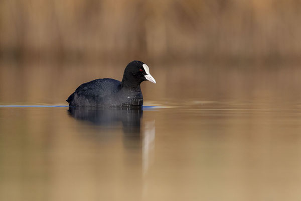 © Eurasian Coot / Slovenia