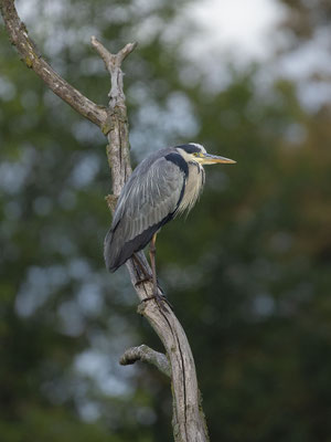 © Grey Heron / Slovenia