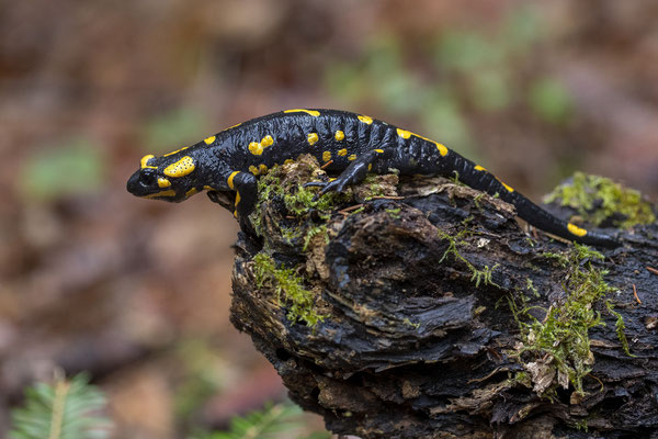 © Fire Salamander / Slovenia