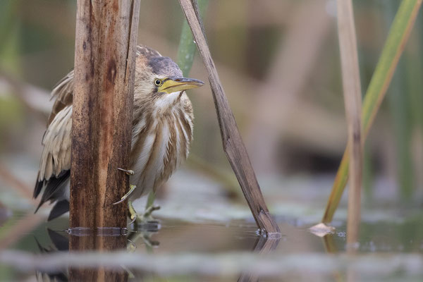 © Little Bittern / Slovenia