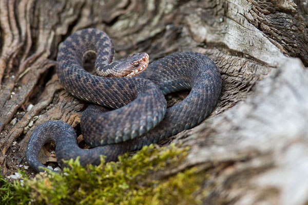 © Common Adder / Slovenia