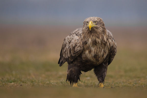 © White-tailed Eagle / Hungary