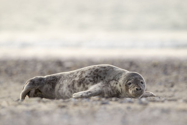© Harbor Seal / North Sea, Germany