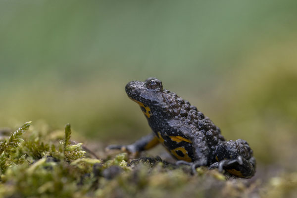 © European Fire-belli ed Toad / Slovenia