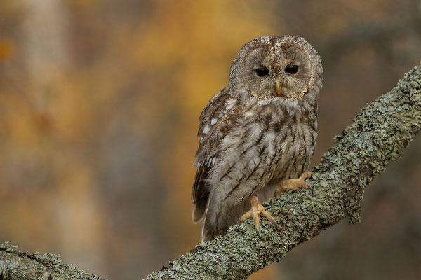 © Tawny Owl / Slovenia