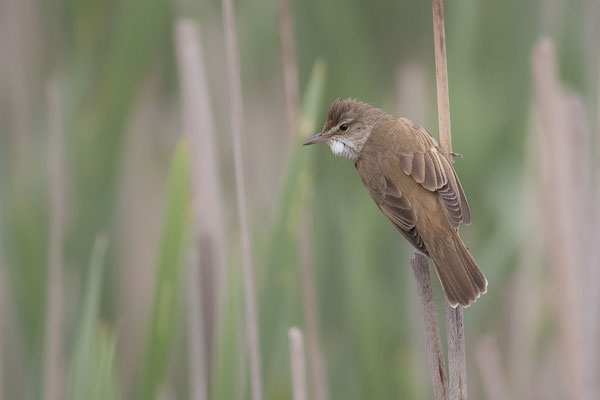 © Great Reed Warbler / Slovenia