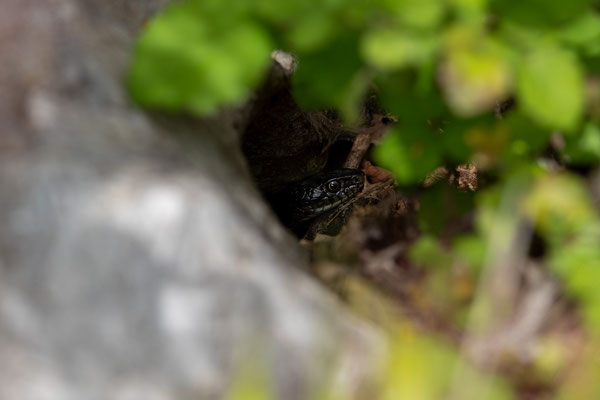 © Western Whip Snake  / Croatia