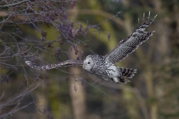© Ural Owl / Slovenia