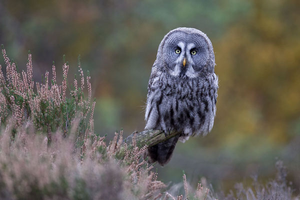 © Great Grey Owl / Sweden