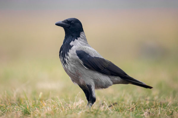© Hooded Crow / Slovenia