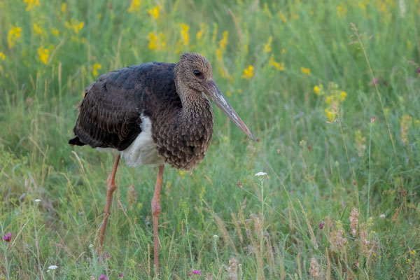 © Black Stork / Serbia