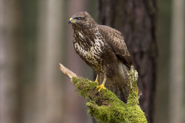 © Common Buzzard / Slovenia