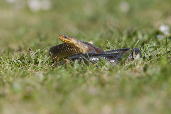 © Aesculapian Snake / Slovenia